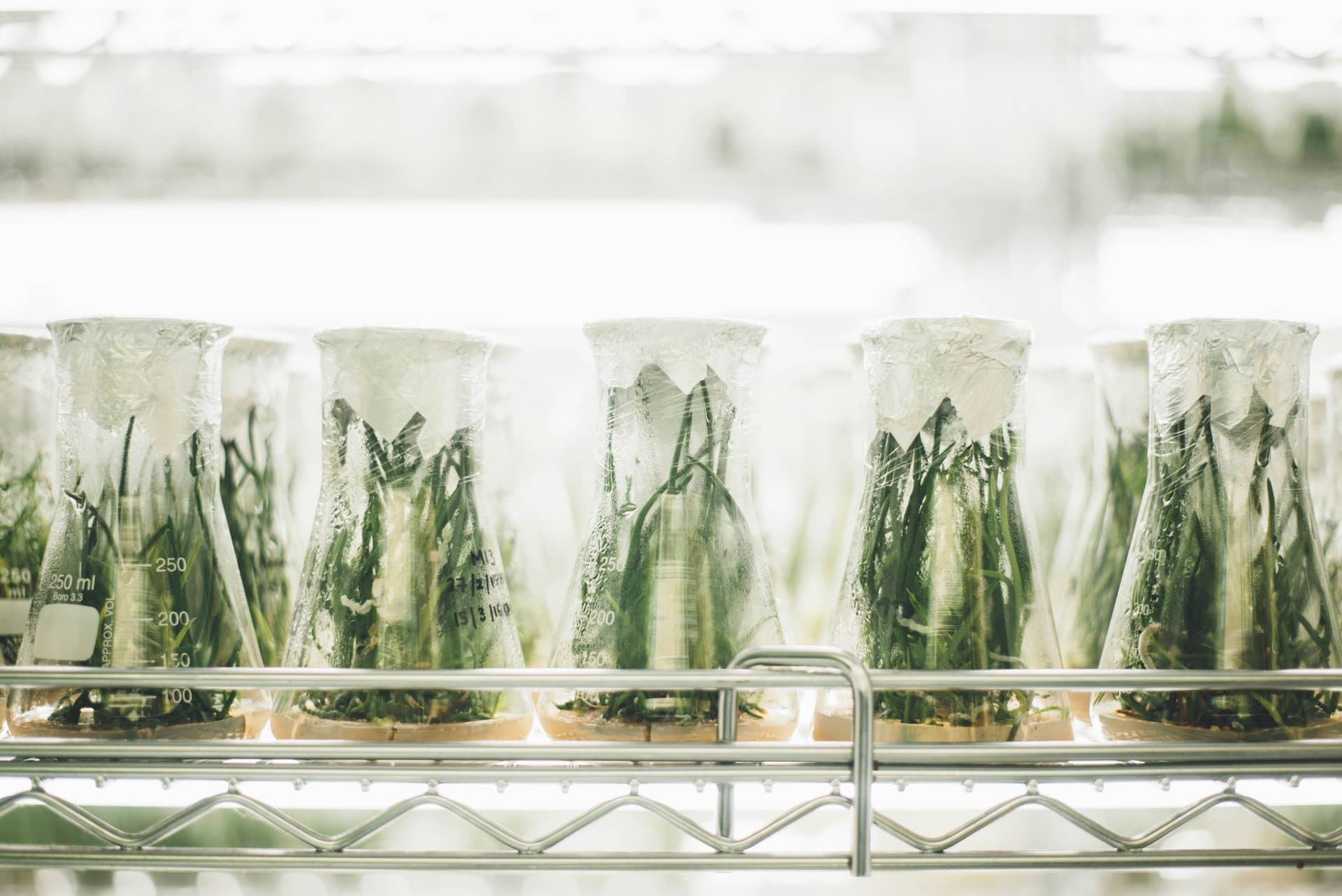plants in a jar