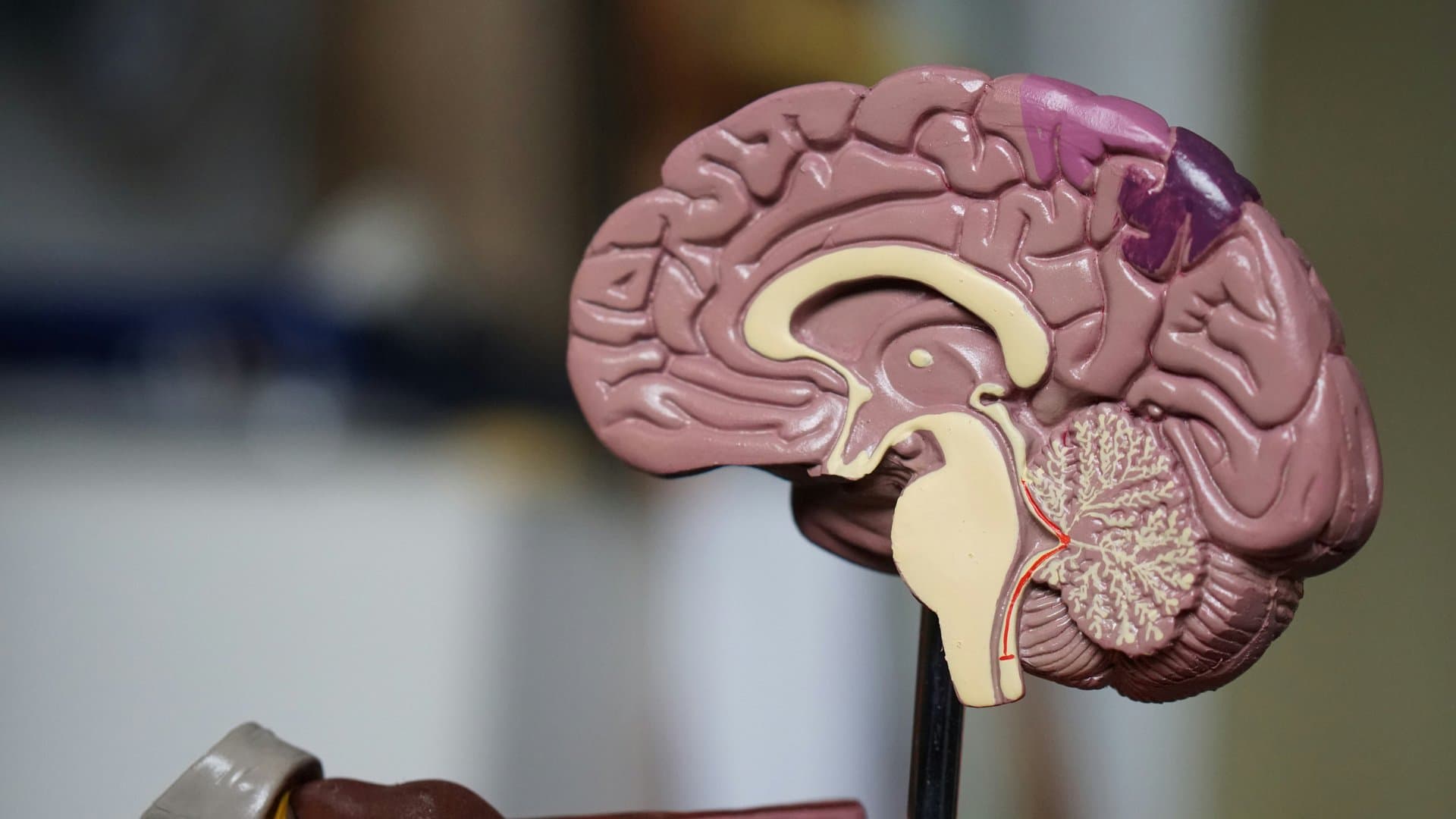 a plastic lab model of a brain