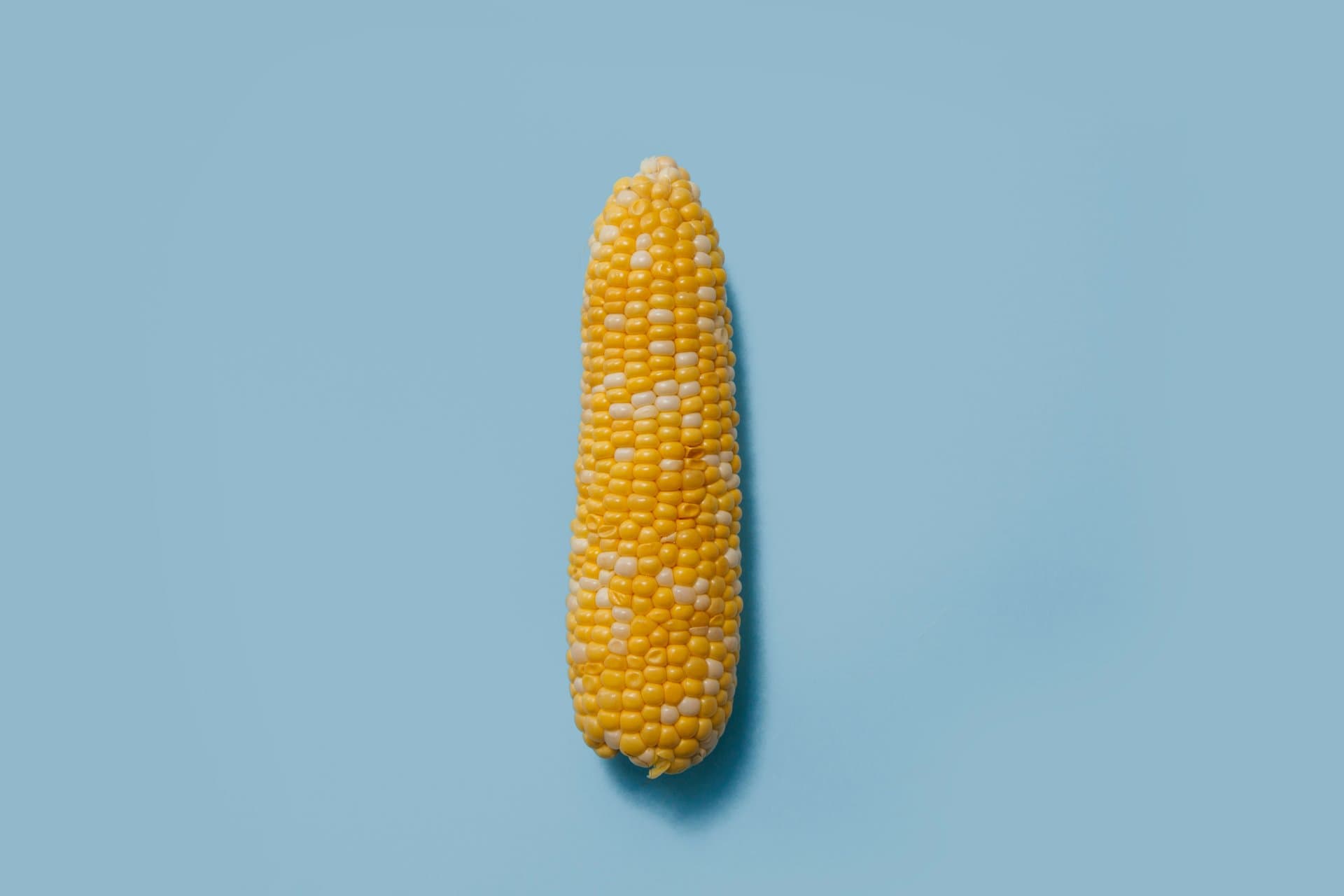 a corn on blue background