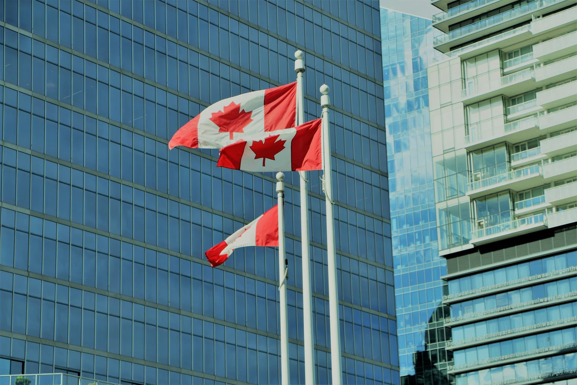 canadian flags