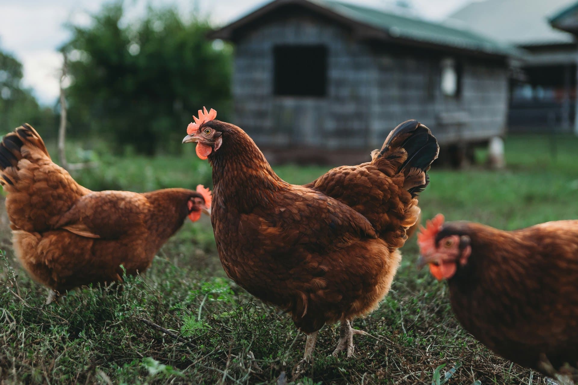 3 chickens in a farm