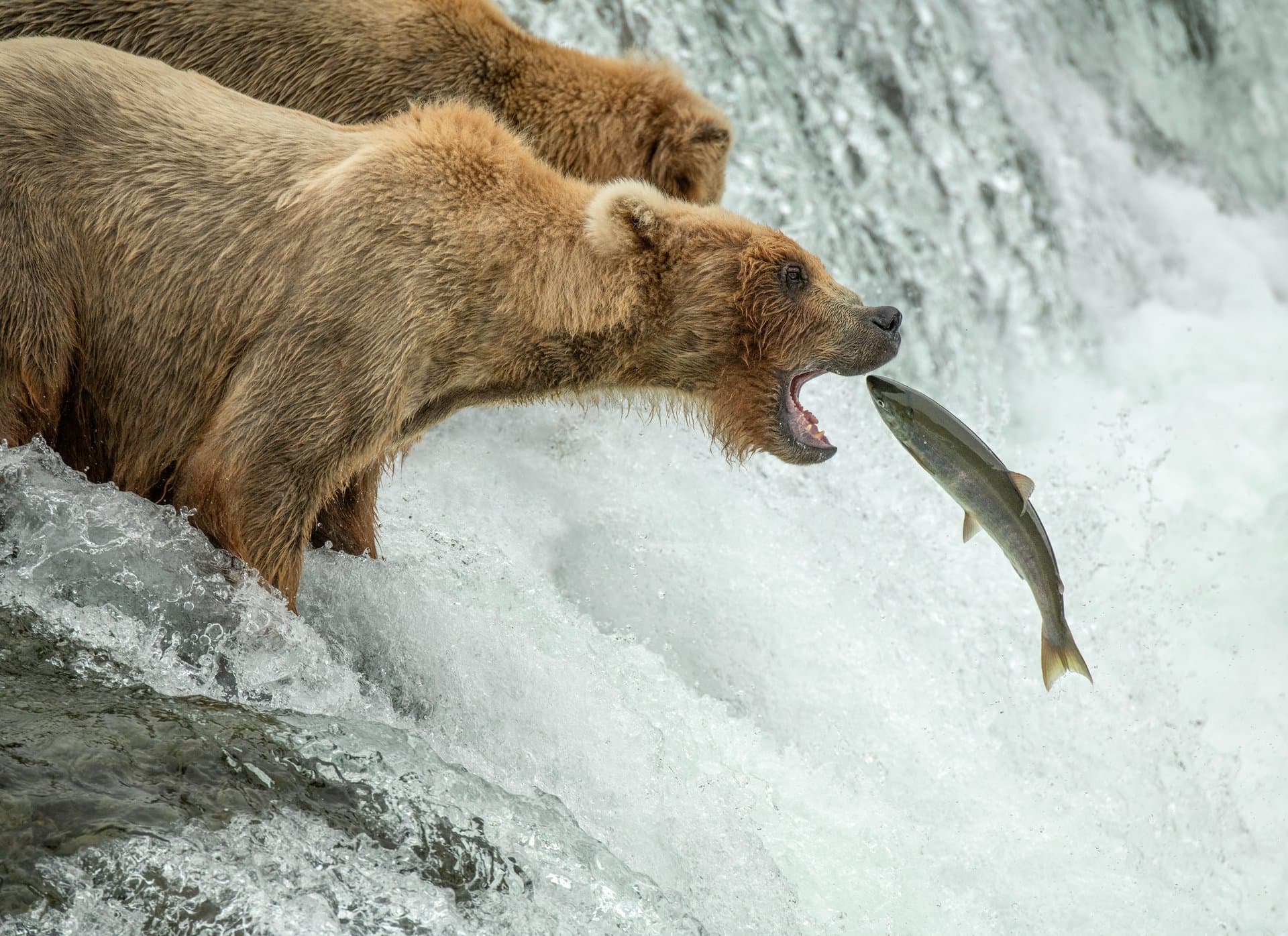 a bear catching a fish