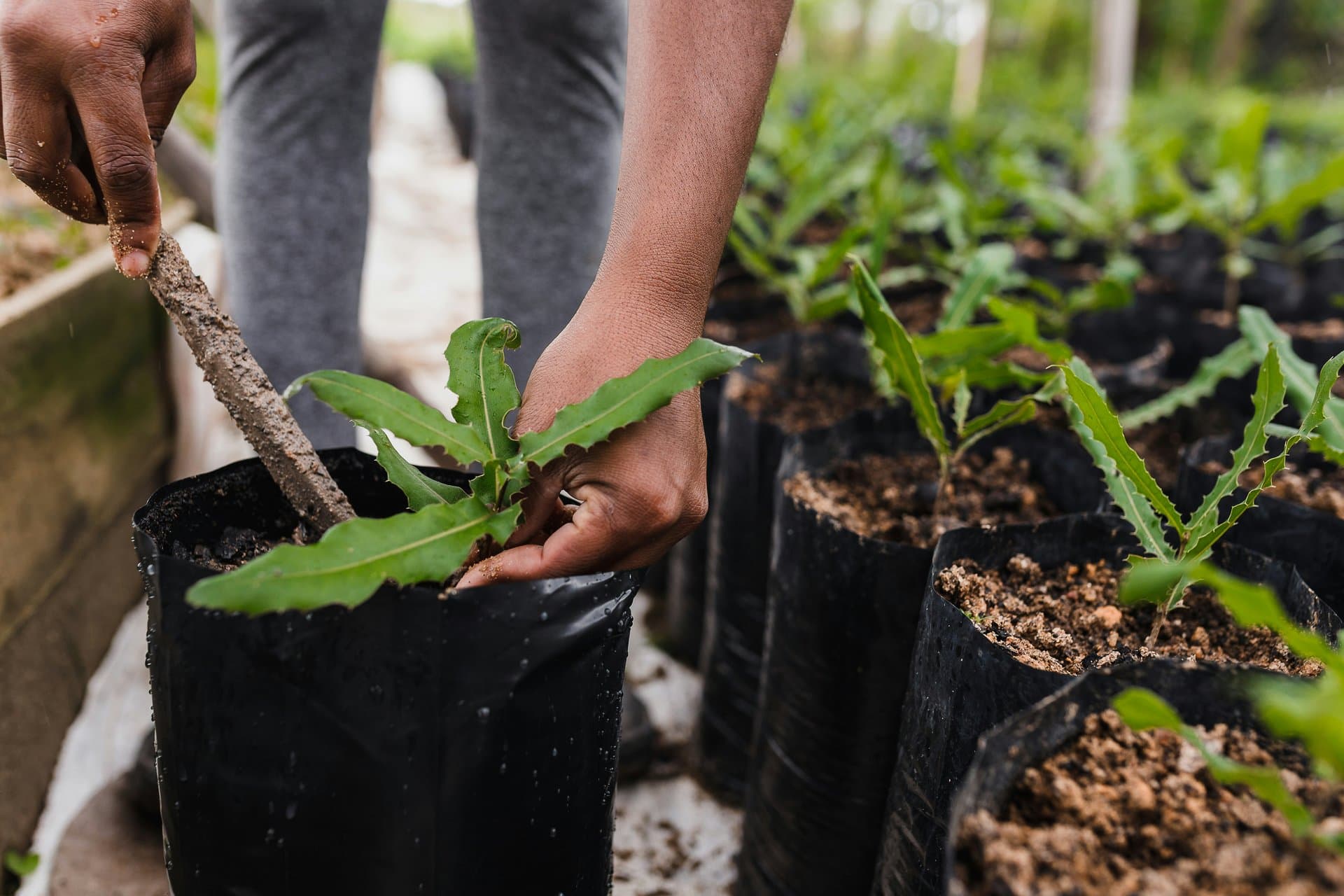 Plantation