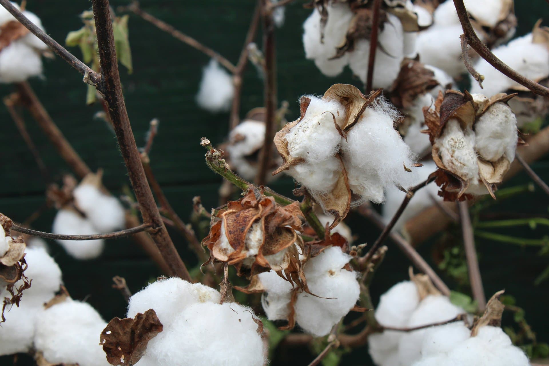 cotton fields