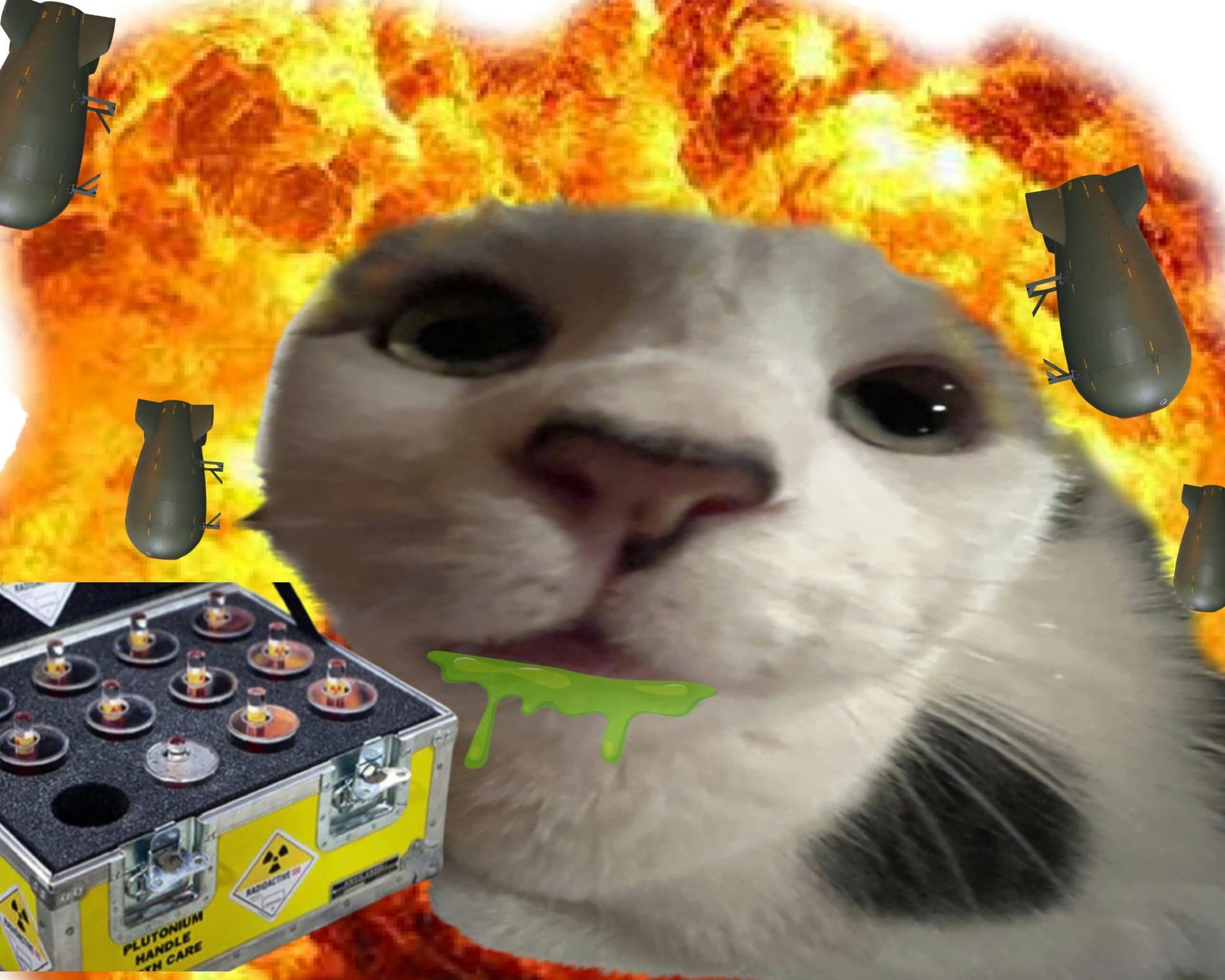 meme cat