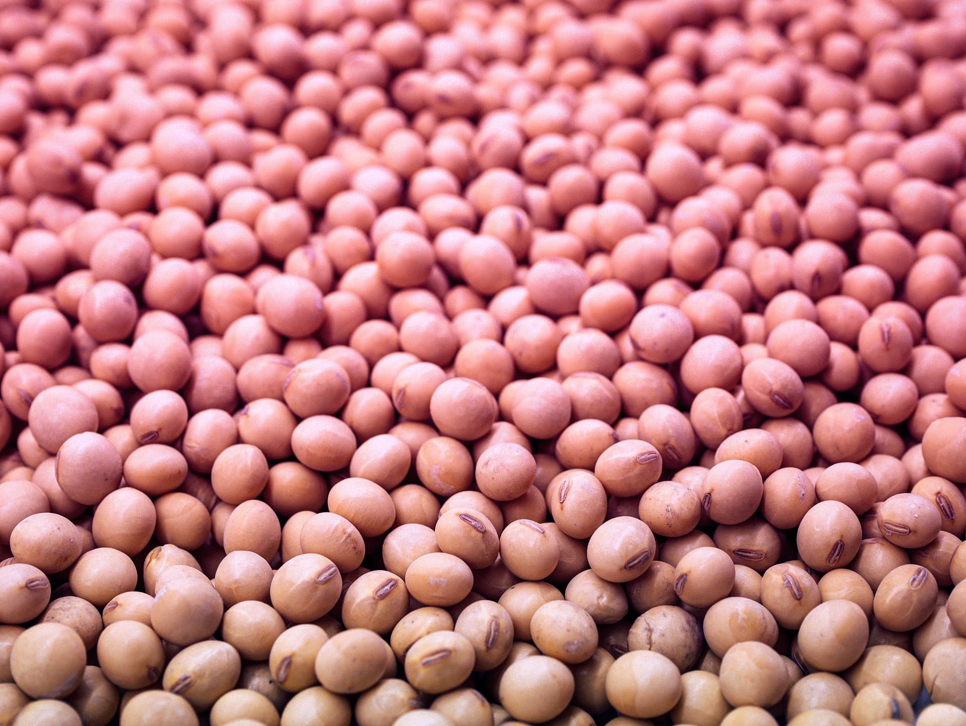 soy beans with red gradient