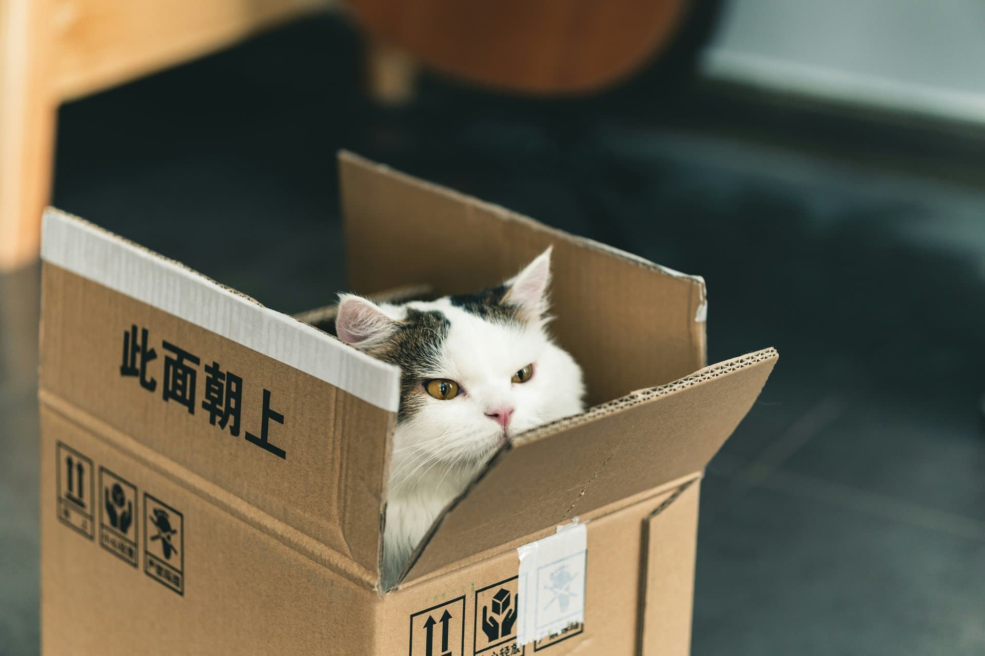 a cat in the box