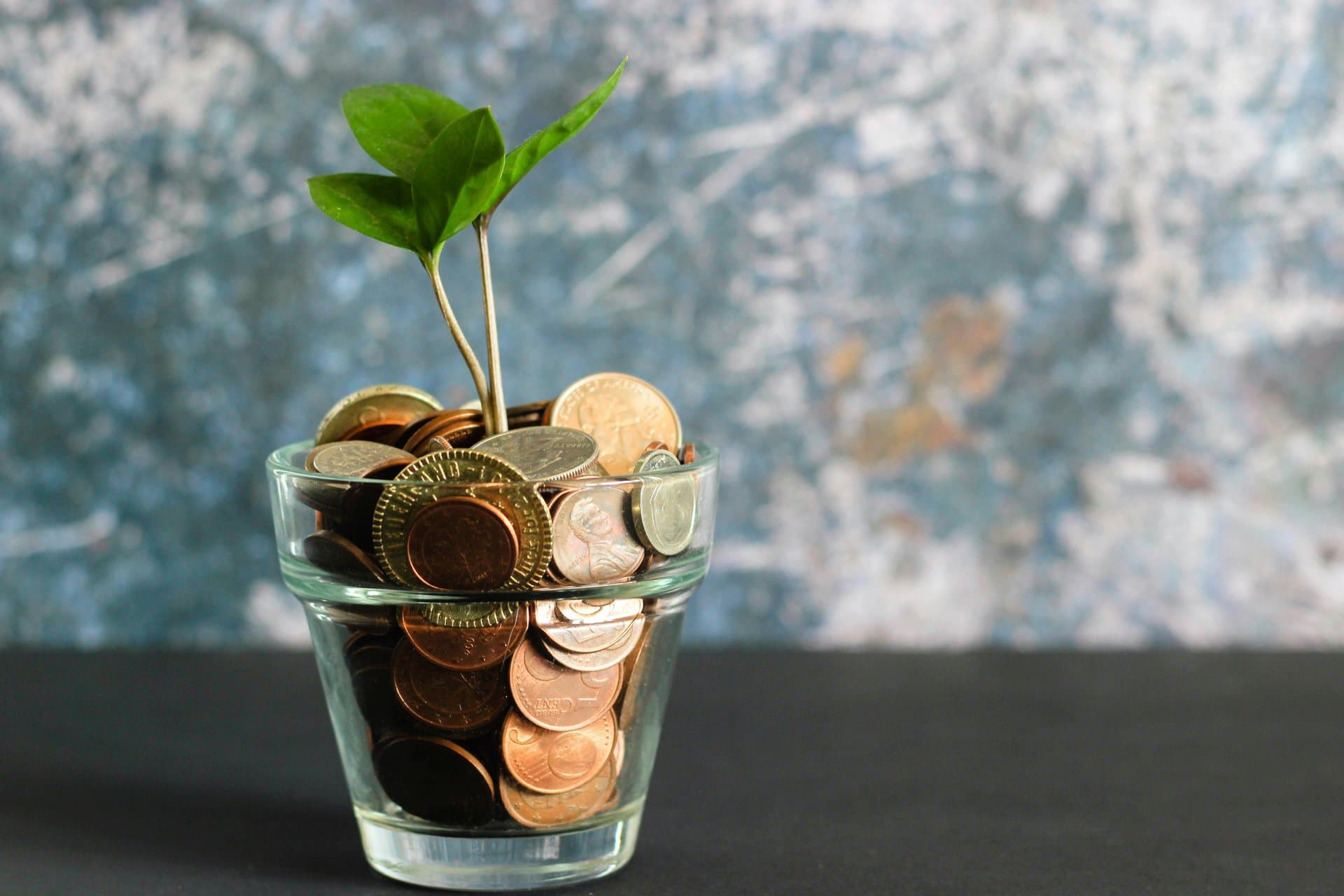 a plant growing out of coins