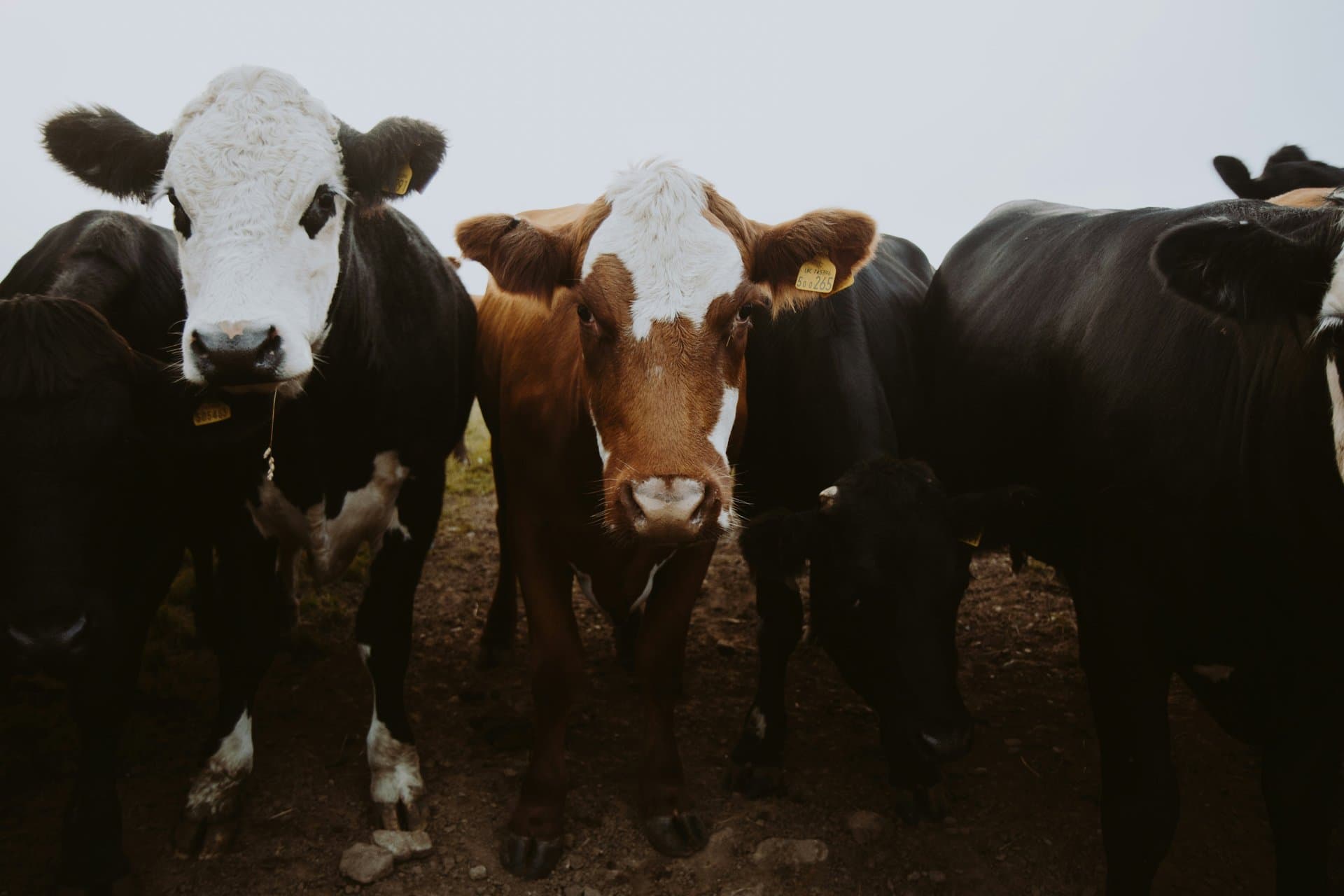 closeup shot of 3 cows grazing
