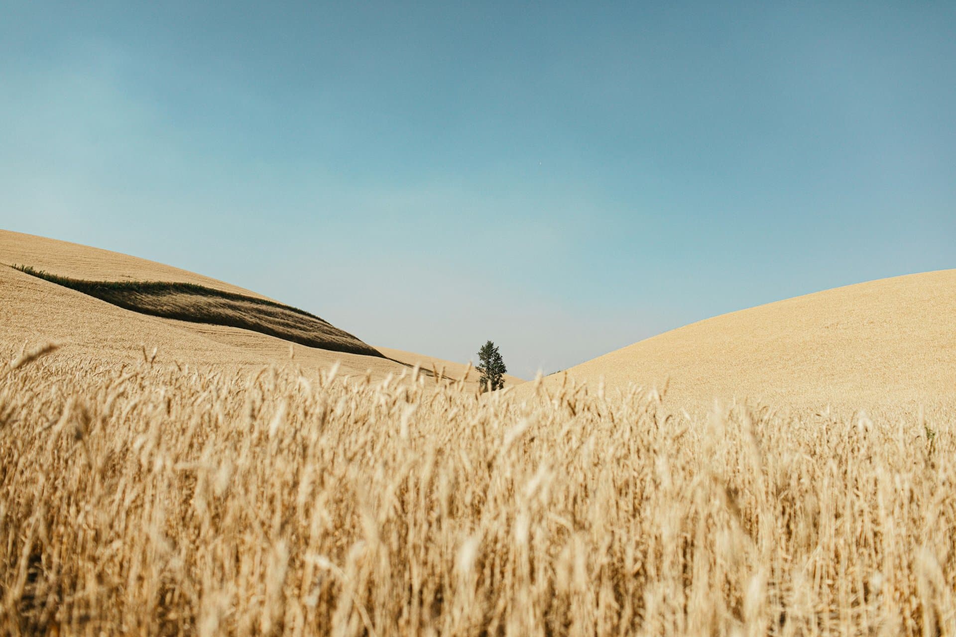 wheat fields